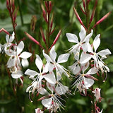 Gaura lindheimeri Whirling Butterflies