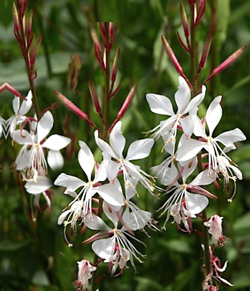 Gaura lindheimeri Whirling Butterflies