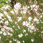 Gaura lindheimeri Whirling Butterflies