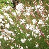 Gaura lindheimeri Whirling Butterflies