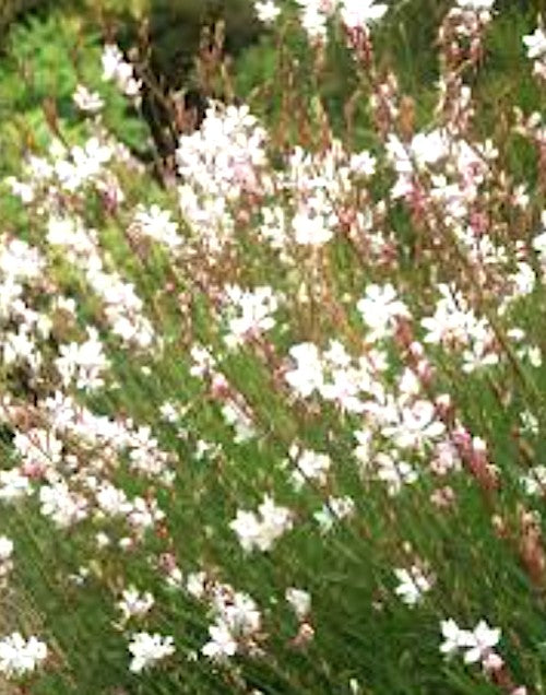 Gaura lindheimeri Whirling Butterflies