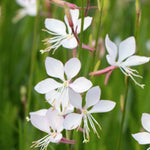 Gaura Lindheimeri Short Form