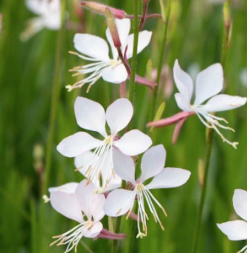 Gaura Lindheimeri Short Form