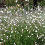 Gaura Lindheimeri Short Form