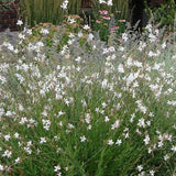Gaura Lindheimeri Short Form