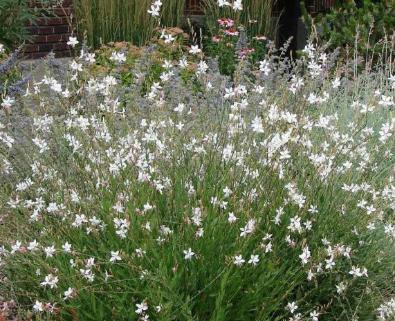 Gaura Lindheimeri Short Form
