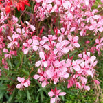 Gaura lindheimeri siskiyou pink
