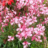 Gaura lindheimeri siskiyou pink