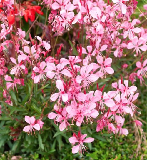 Gaura lindheimeri siskiyou pink