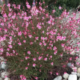 Gaura lindheimeri siskiyou pink