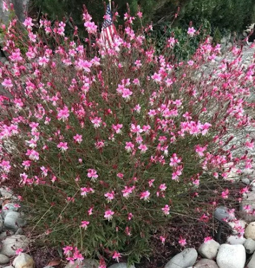 Gaura lindheimeri siskiyou pink