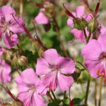 Geranium Cantabrigiense Berggarten
