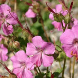 Geranium Cantabrigiense Berggarten