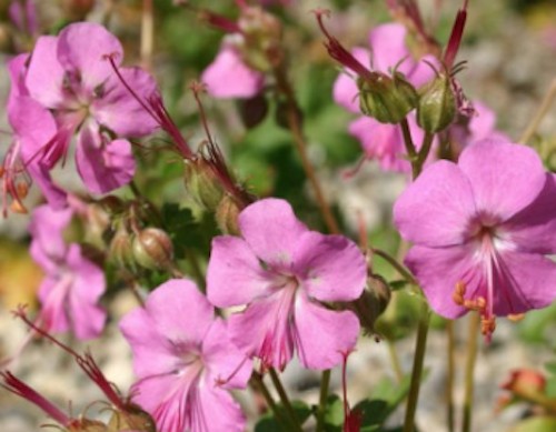 Geranium Cantabrigiense Berggarten