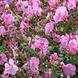 Geranium Cantabrigiense Berggarten
