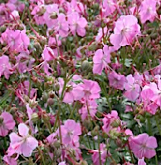 Geranium Cantabrigiense Berggarten