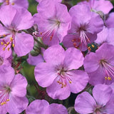 Geranium Cantabrigiense Karmina v. 9