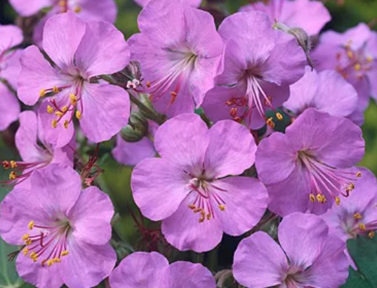 Geranium Cantabrigiense Karmina v. 9