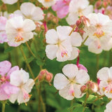 Geranium Cantabrigiense Saint Ola