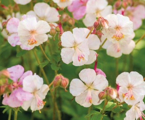 Geranium Cantabrigiense Saint Ola