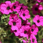 Geranium Cinereum Subcaulescens v. 9