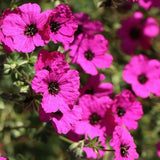 Geranium Cinereum Subcaulescens v. 9
