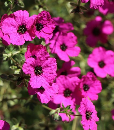 Geranium Cinereum Subcaulescens v. 9