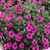 Geranium Cinereum Subcaulescens v. 9