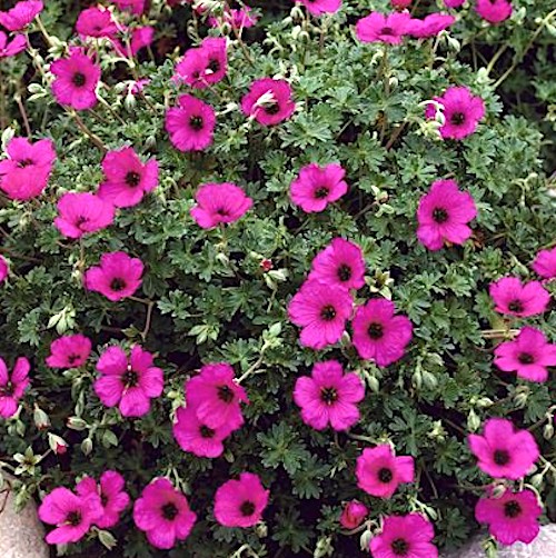 Geranium Cinereum Subcaulescens v. 9