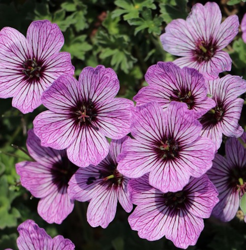 Geranium Cinereum Ballerina