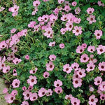 Geranium Cinereum Ballerina