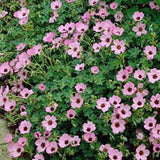 Geranium Cinereum Ballerina