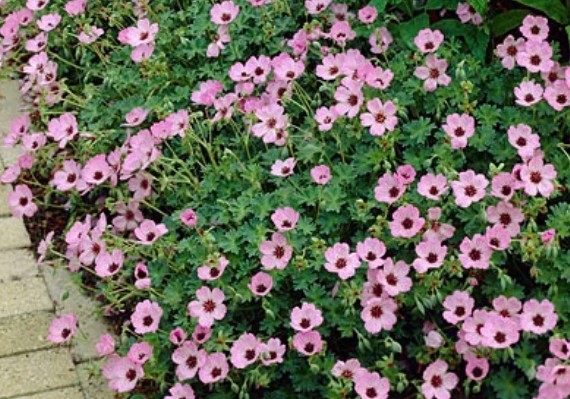 Geranium Cinereum Ballerina