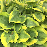 Hosta Atlantis