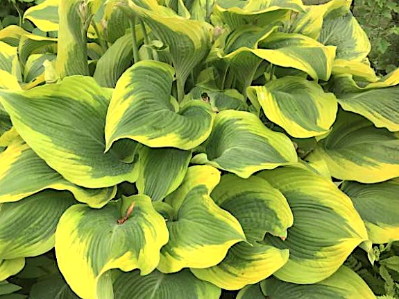 Hosta Atlantis