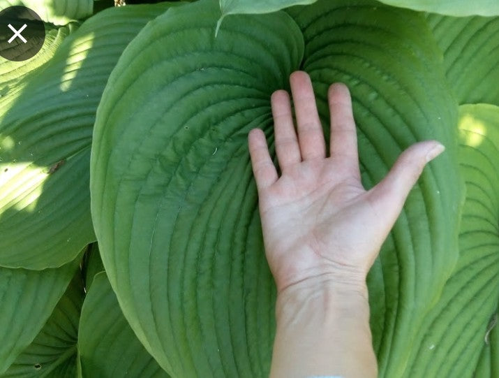 Hosta Jurassic Park in vaso