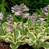 Hosta Mighty Mouse
