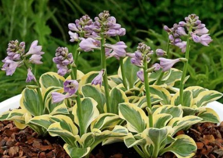 Hosta Mighty Mouse