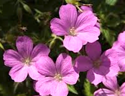 Geranium Endressii