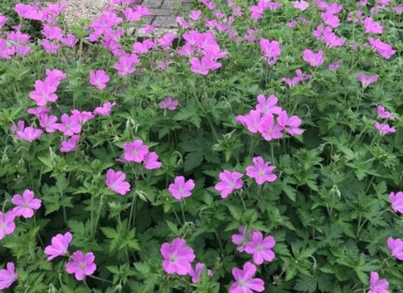 Geranium Endressii