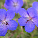 Geranium Johnson's Blue