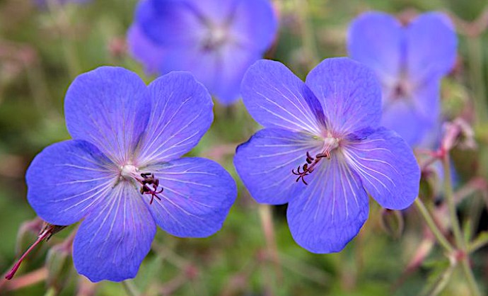 Geranium Johnson's Blue