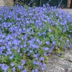 Geranium Johnson's Blue