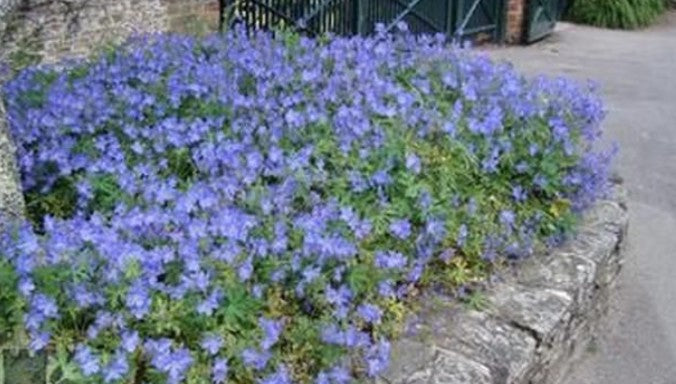 Geranium Johnson's Blue