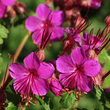 Geranium Macrorrhizum Czakor v.9