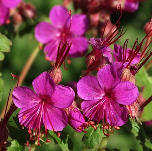 Geranium Macrorrhizum Czakor v.9