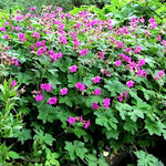 Geranium Macrorrhizum Czakor v.9