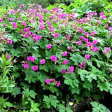 Geranium Macrorrhizum Czakor v.9