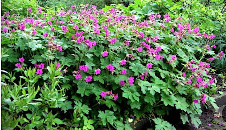 Geranium Macrorrhizum Czakor v.9
