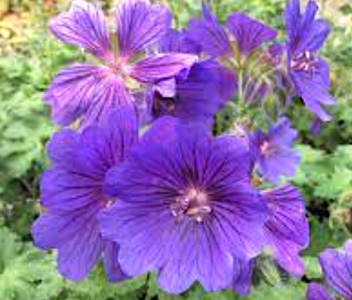 Geranium Magnificum rosemoor